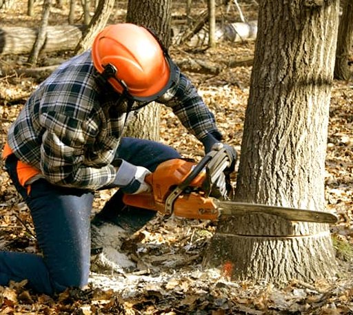 Tree Removal in Shock, WV